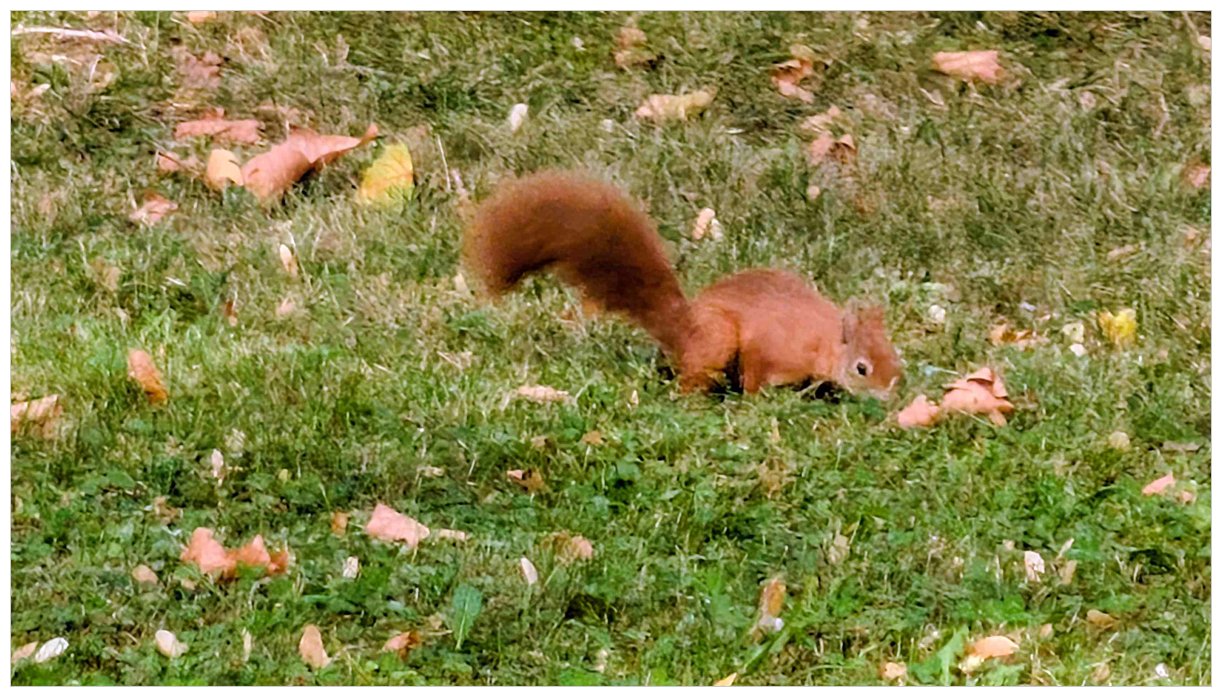 Nysgerrigt egern i parken